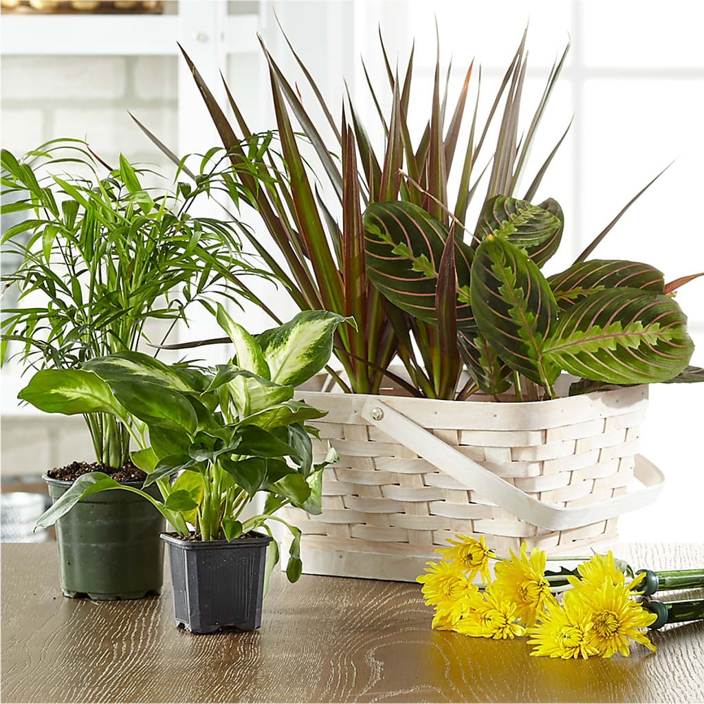 Florist Designed Blooming and Green Plants in a Basket – The Owls Nest Florist, Clover SC