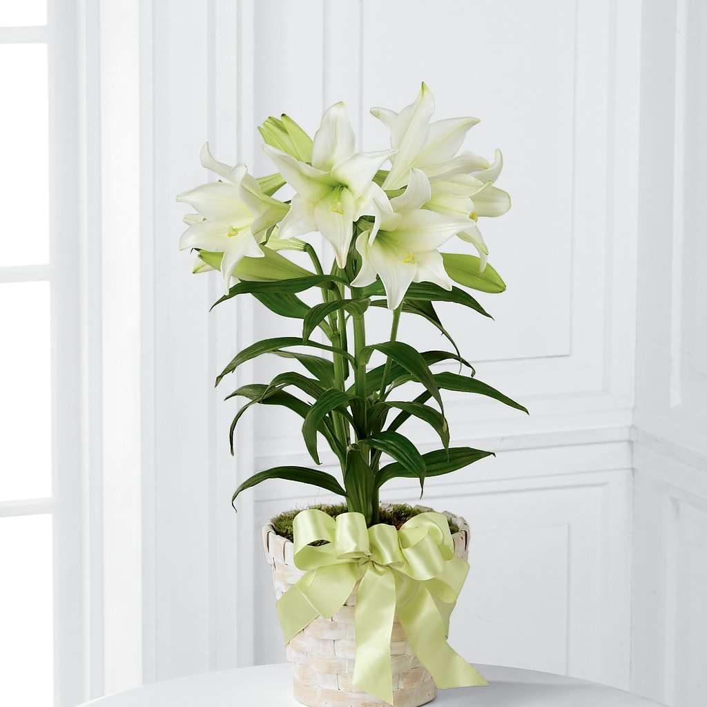 Easter Lily Plant – The Owls Nest Florist, Clover SC