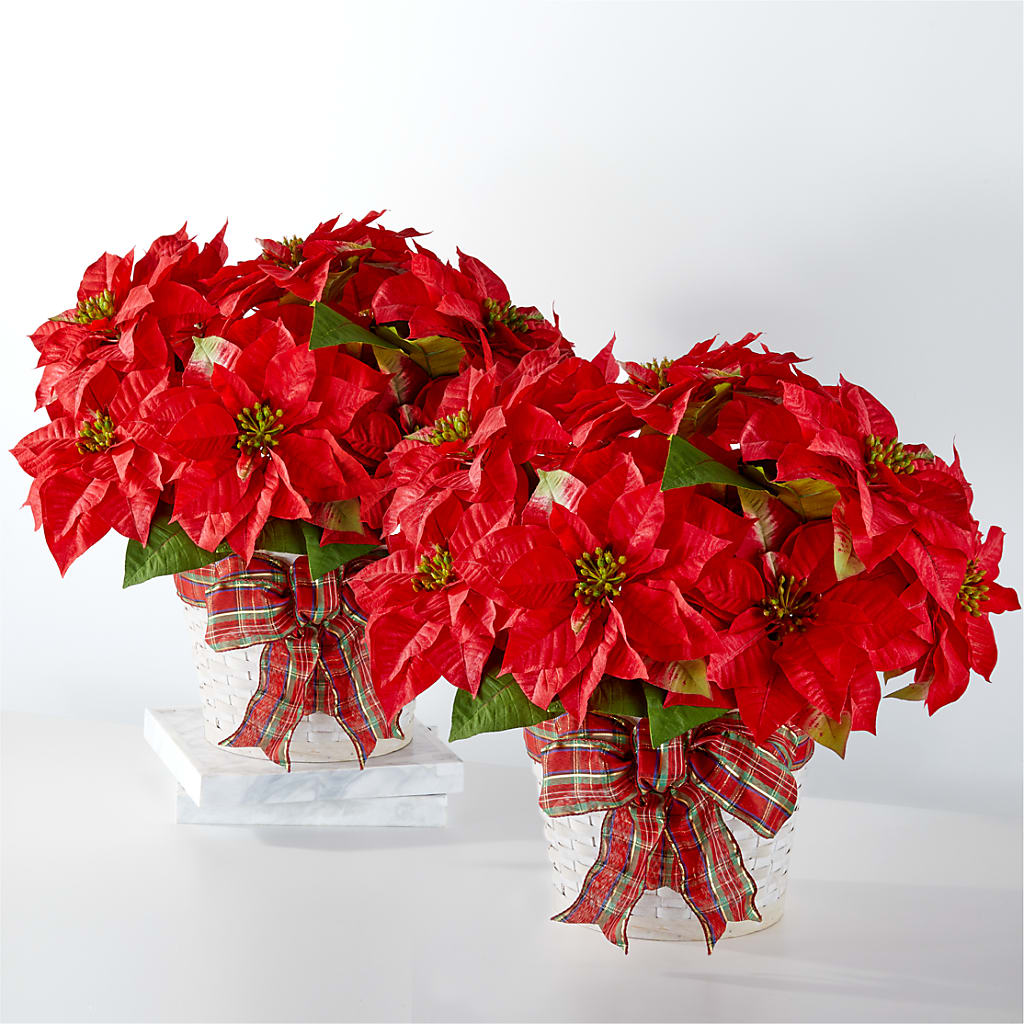 Happiest Holidays Poinsettia Bundle – The Owls Nest Florist, Clover SC