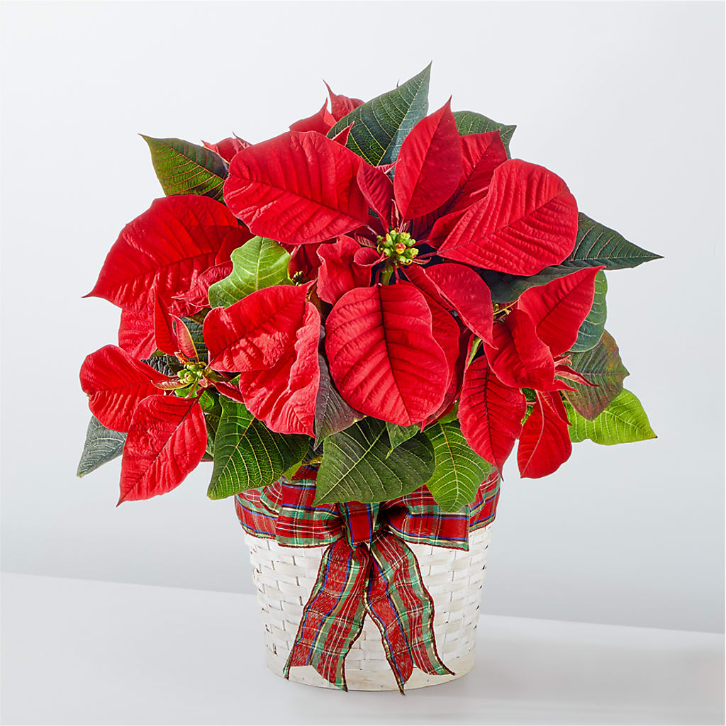 Happiest Holidays Poinsettia – The Owls Nest Florist, Clover SC