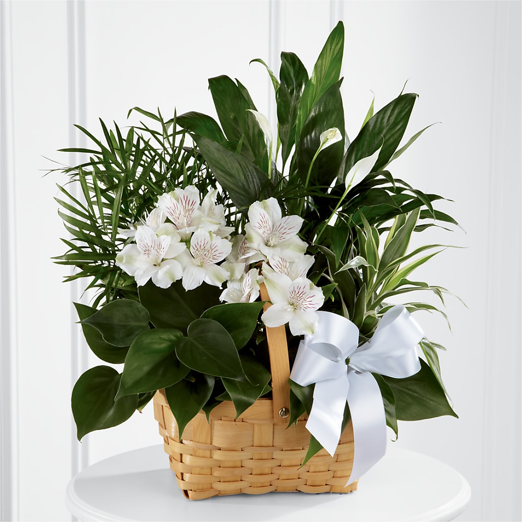 Peace & Serenity Dishgarden – The Owls Nest Florist, Clover SC