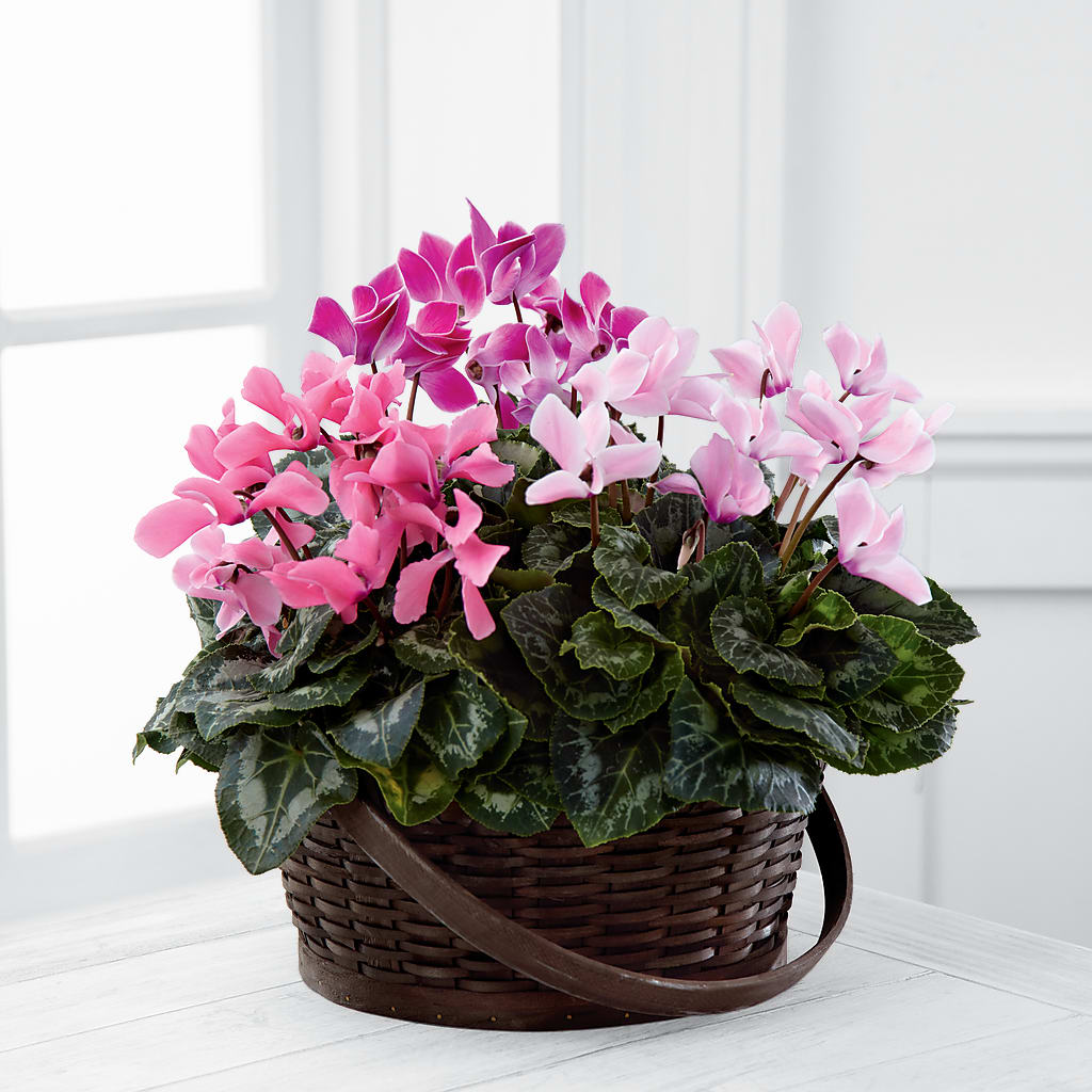 Mixed Cyclamen Planter – The Owls Nest Florist, Clover SC