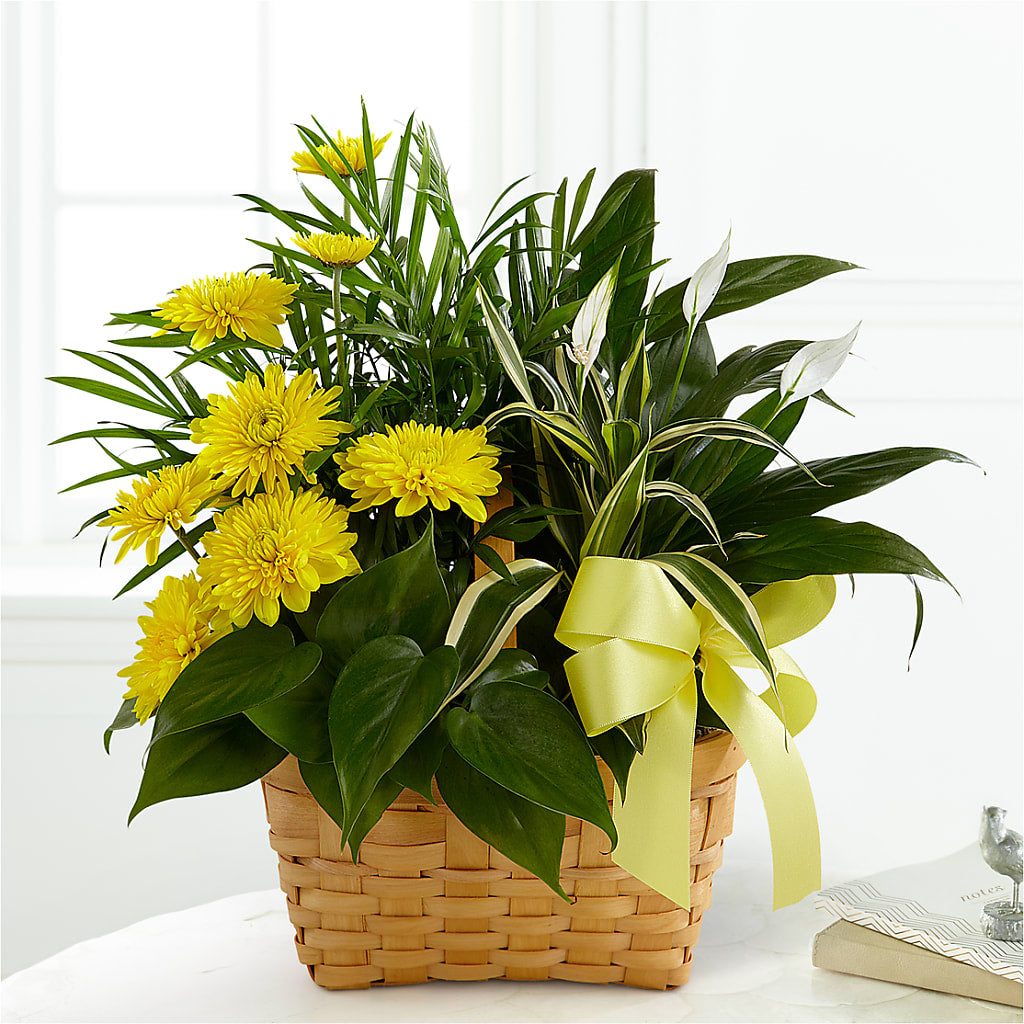 Loving Light Dishgarden – The Owls Nest Florist, Clover SC