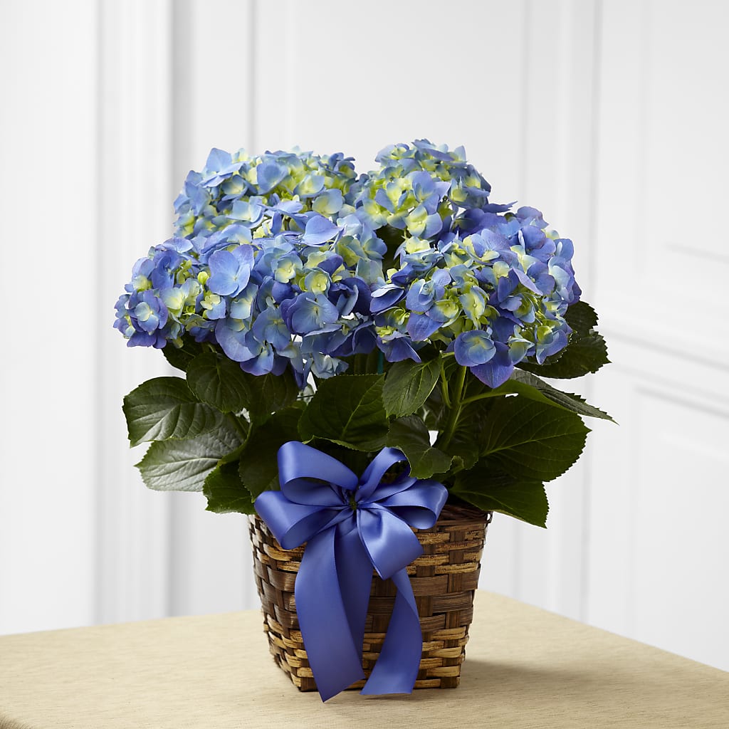 Blue Hydrangea Planter – The Owls Nest Florist, Clover SC