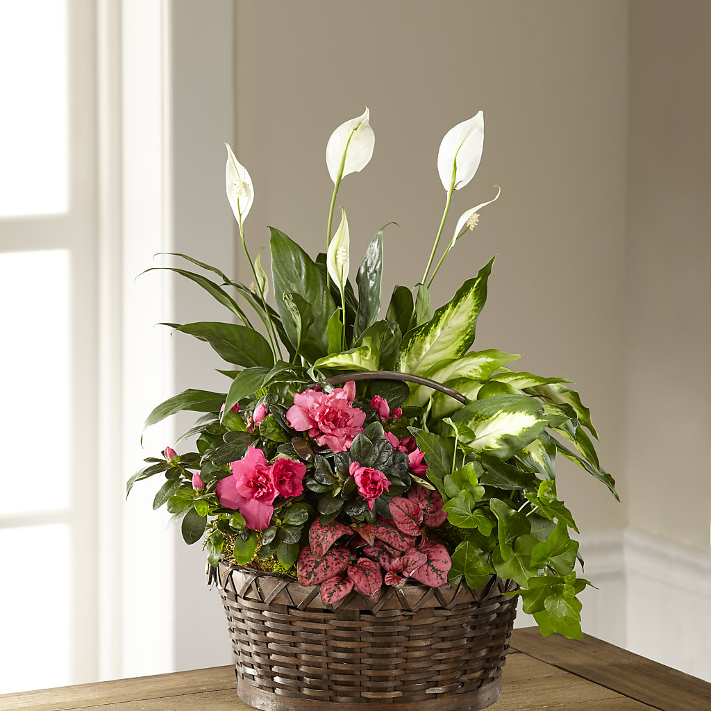 Dream in Pink Dishgarden – The Owls Nest Florist, Clover SC