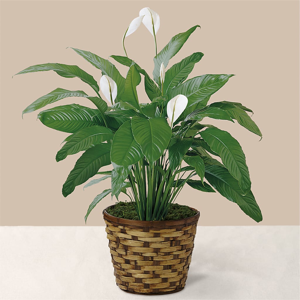 Tranquil Moments Peace Lily Plant – The Owls Nest Florist, Clover SC