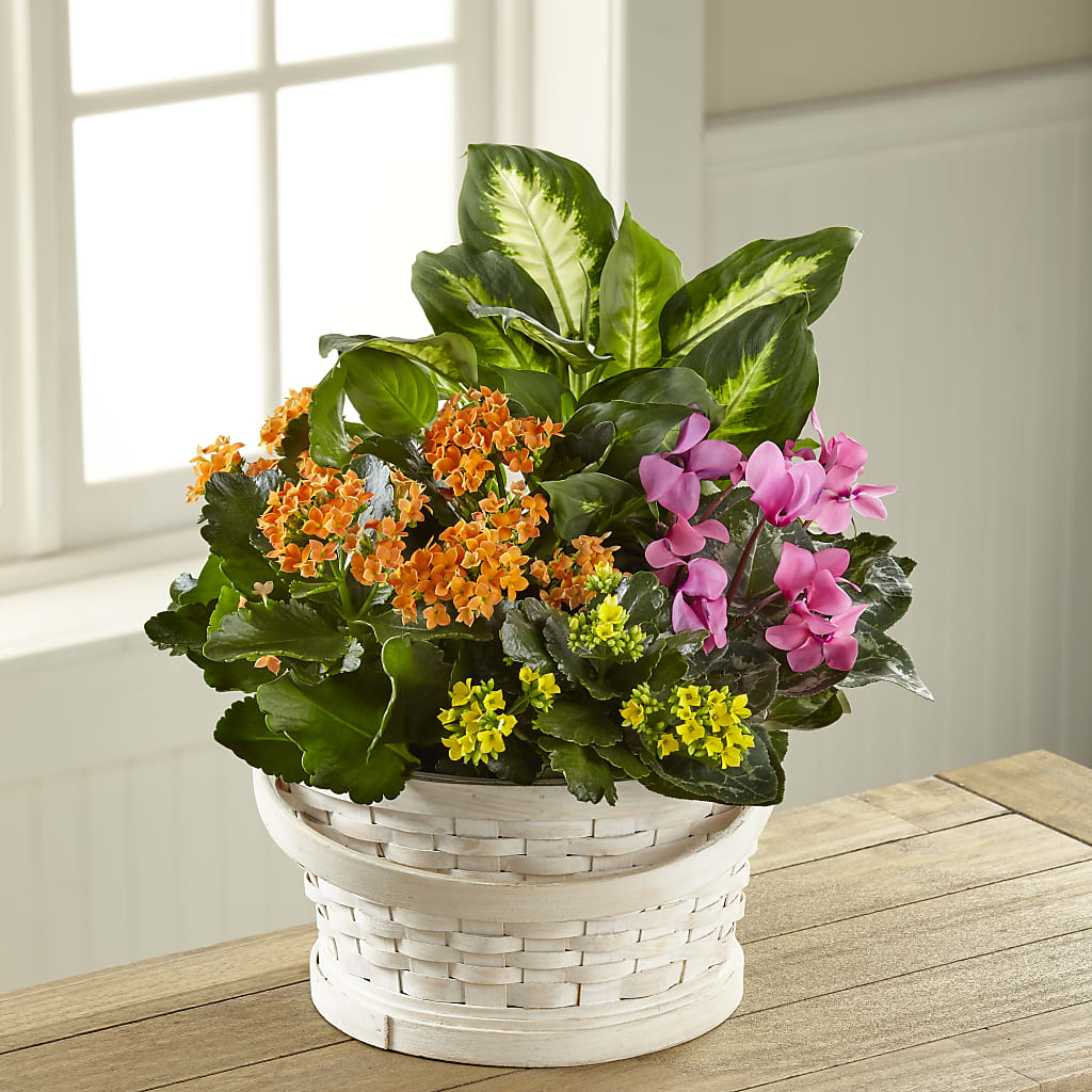 Color Crush Dishgarden – The Owls Nest Florist, Clover SC