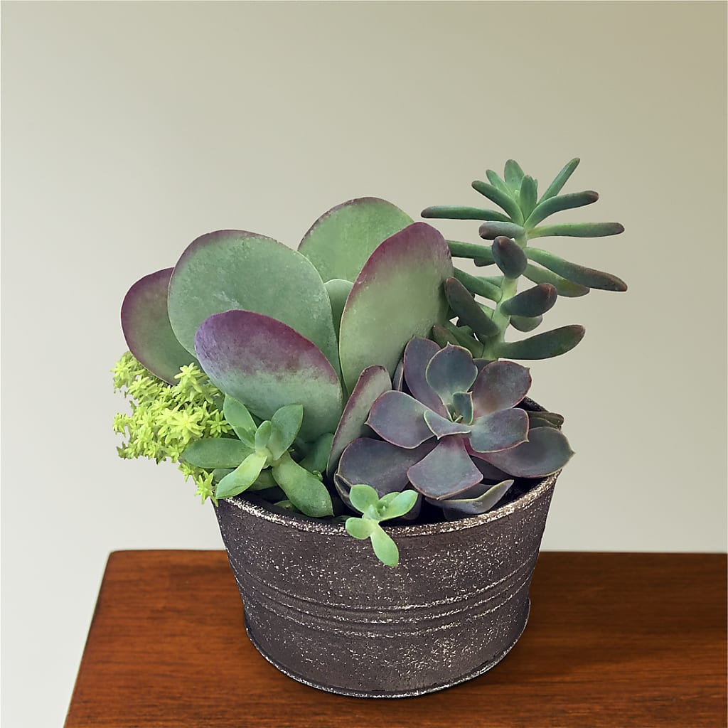 Lush Succulent Garden – The Owls Nest Florist, Clover SC