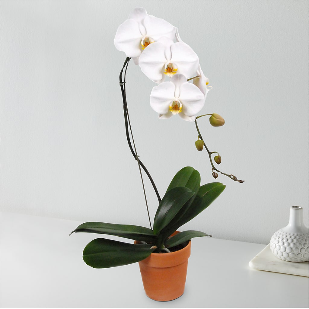 White Cascading Orchid – The Owls Nest Florist, Clover SC