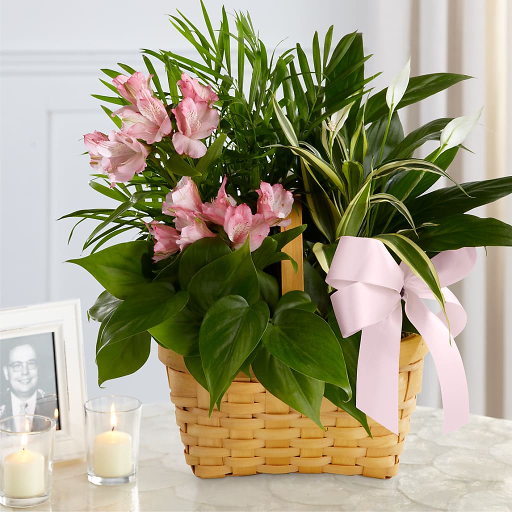 Living Spirit Dishgarden – The Owls Nest Florist, Clover SC