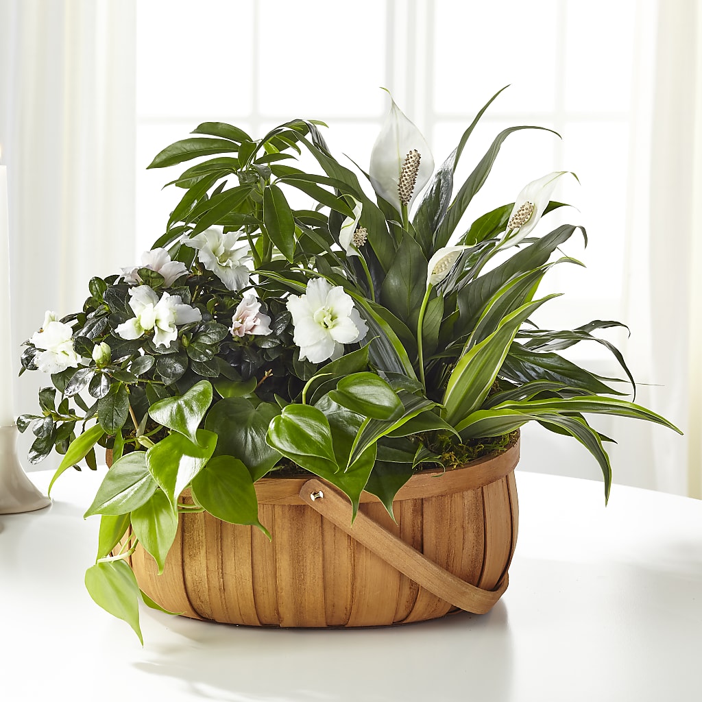 Serene Dishgarden – The Owls Nest Florist, Clover SC