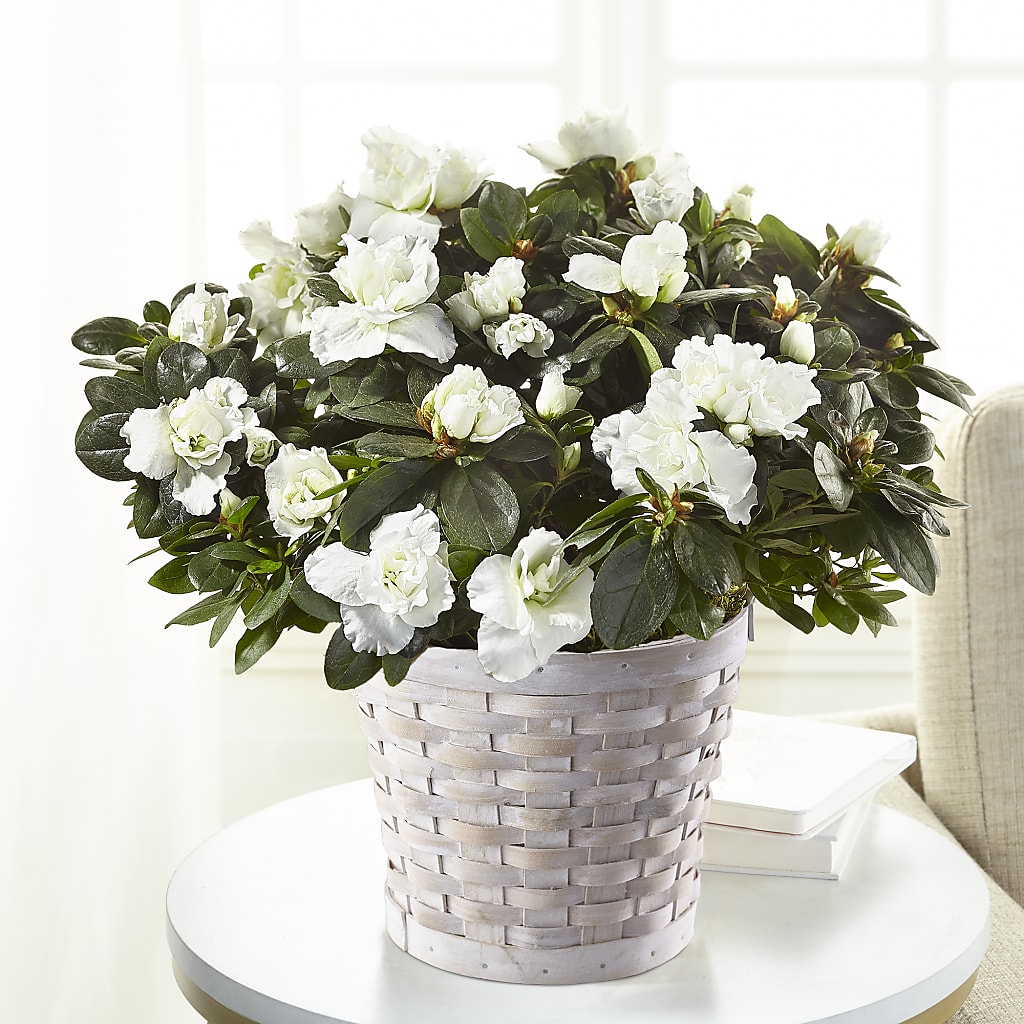 White Azalea Plant – The Owls Nest Florist, Clover SC