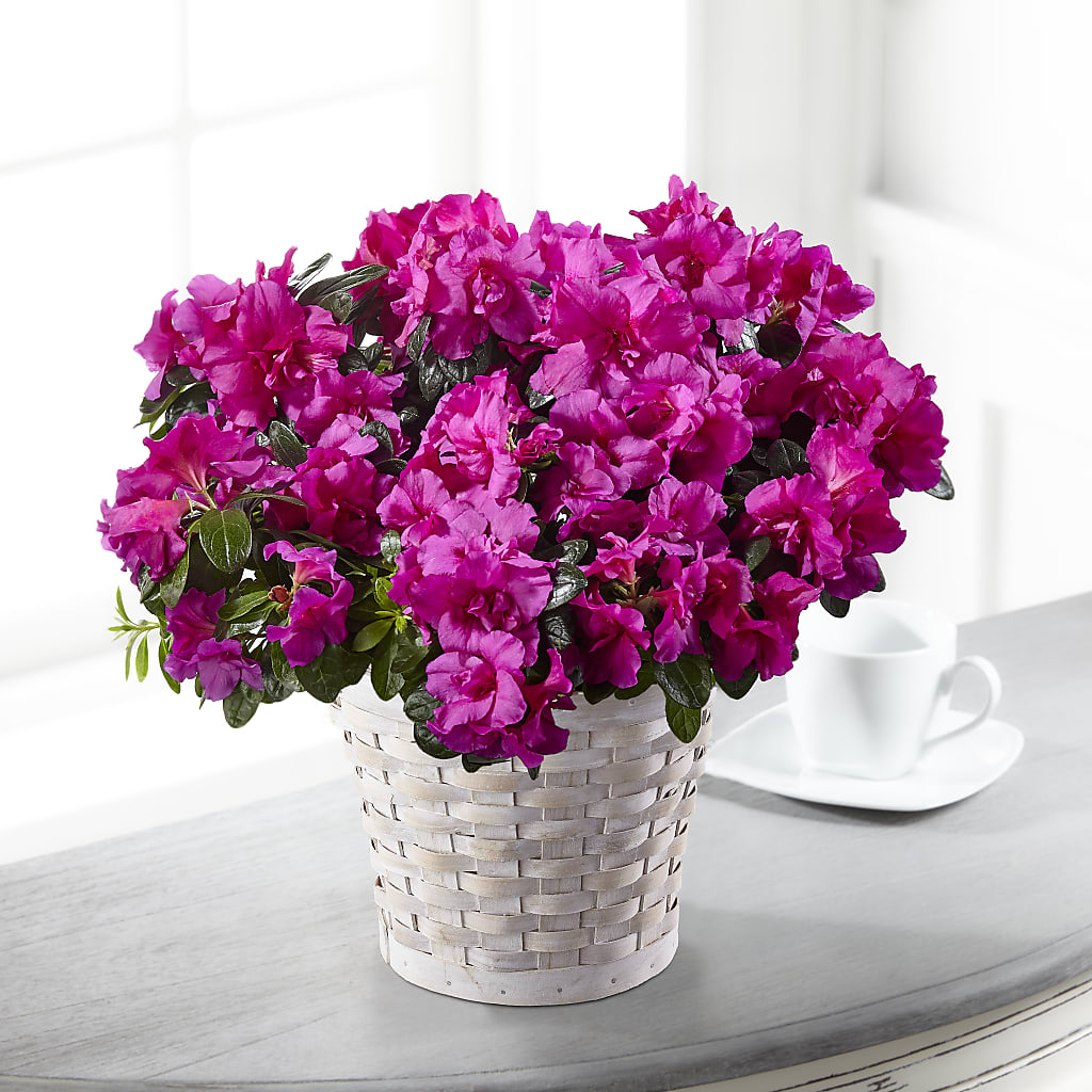 Hope & Serenity Azalea Plant – The Owls Nest Florist, Clover SC