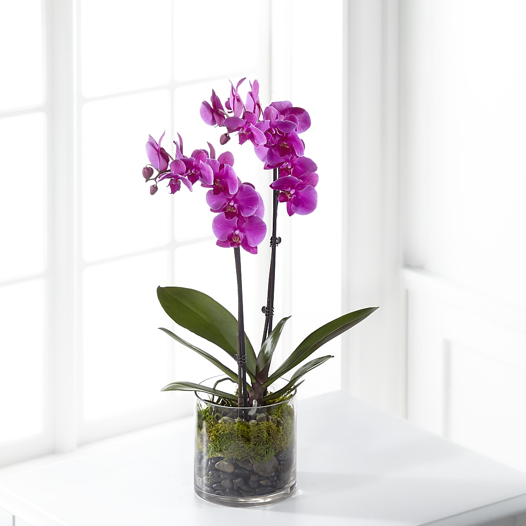 Pink Orchid Plant – The Owls Nest Florist, Clover SC
