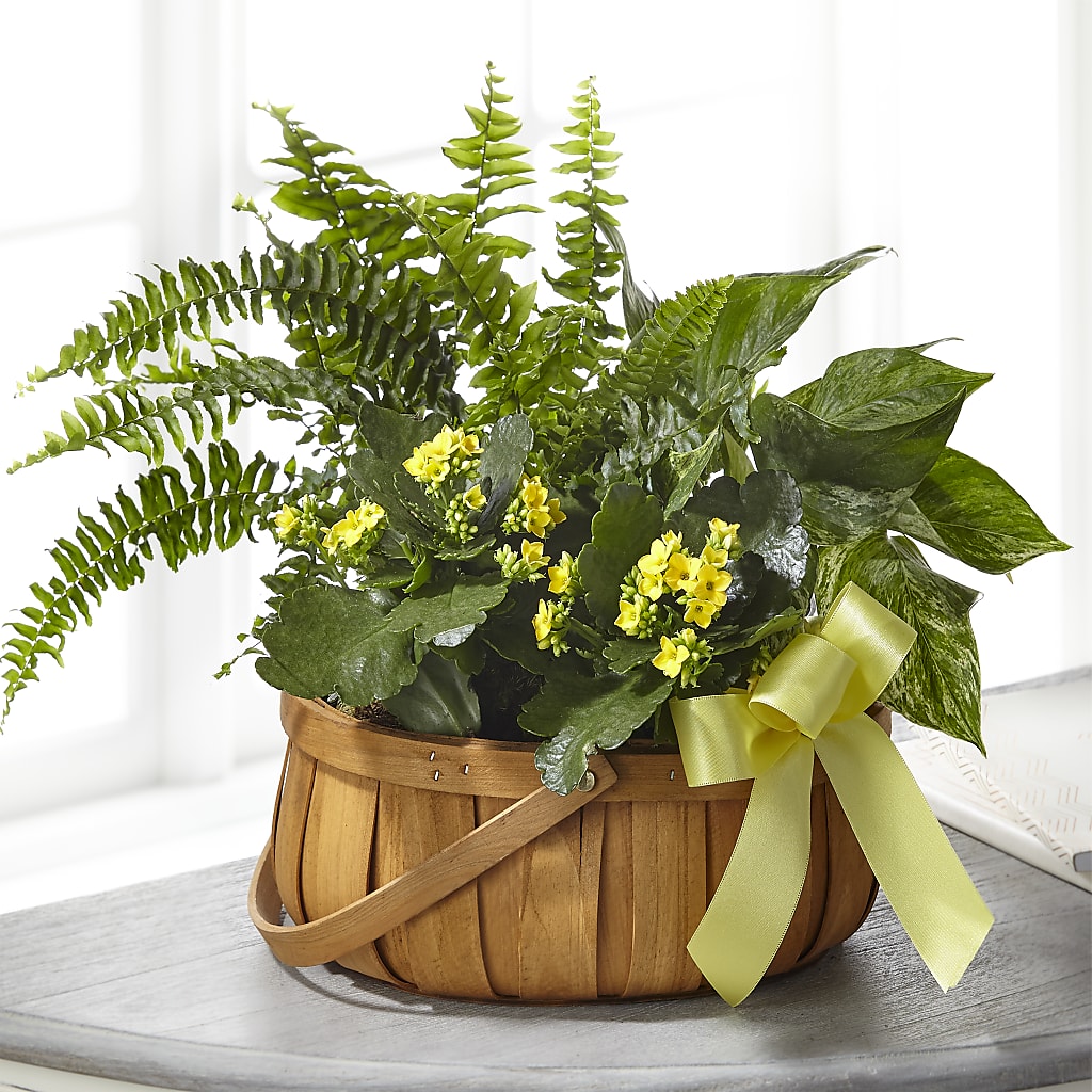 Always Dear Dishgarden – The Owls Nest Florist, Clover SC