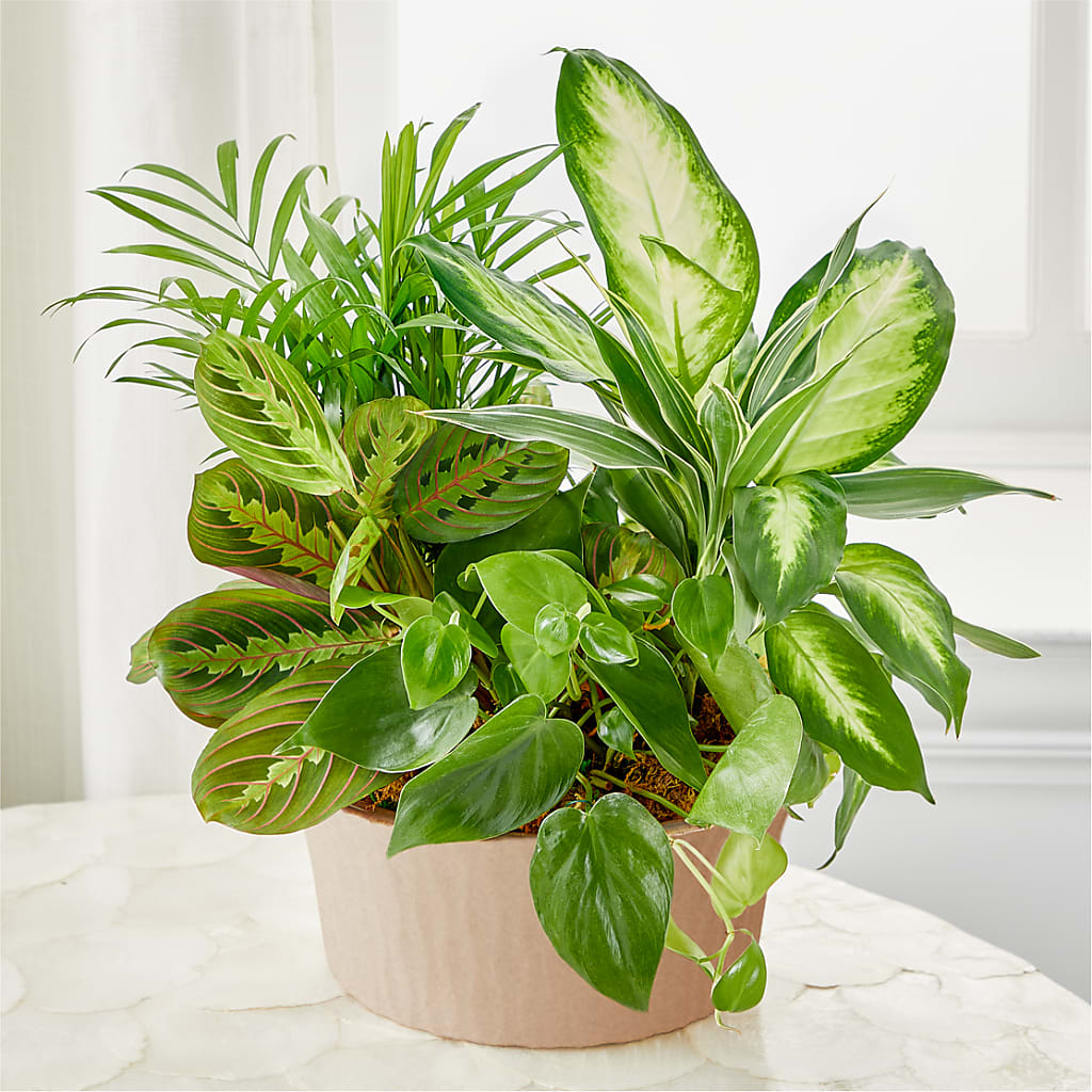Balance & Harmony Dishgarden – The Owls Nest Florist, Clover SC