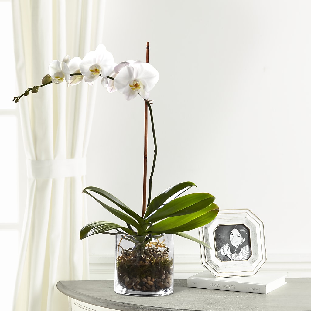 White Orchid Planter – The Owls Nest Florist, Clover SC