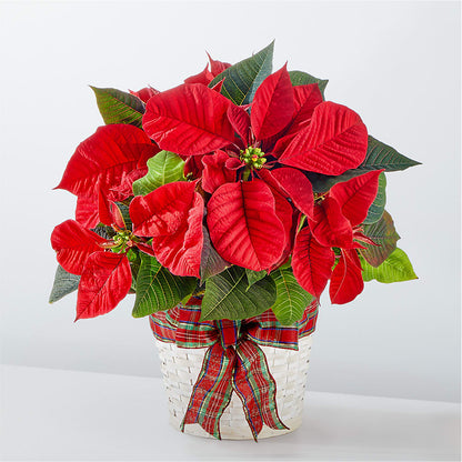 Happiest Holidays Poinsettia –  The Owls Nest Florist, Clover SC