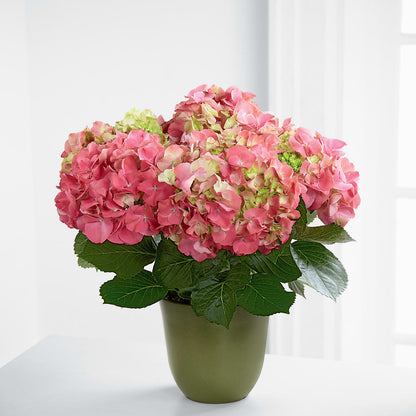 Pink Hydrangea Planter –  The Owls Nest Florist, Clover SC