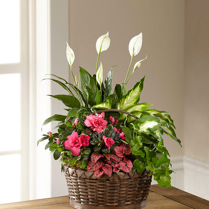 Dream in Pink Dishgarden –  The Owls Nest Florist, Clover SC
