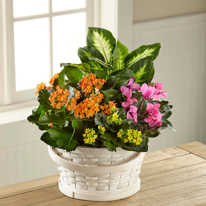 Color Crush Dishgarden –  The Owls Nest Florist, Clover SC