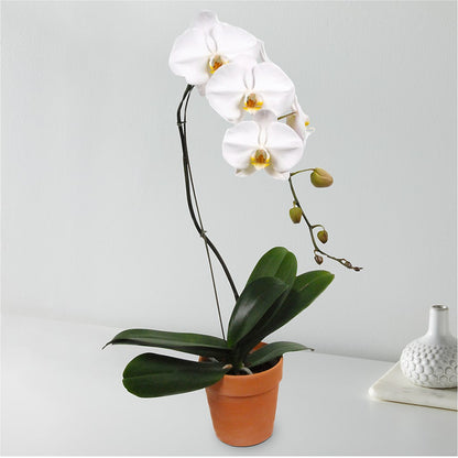 White Cascading Orchid –  The Owls Nest Florist, Clover SC
