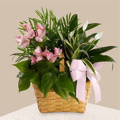 Living Spirit Dishgarden –  The Owls Nest Florist, Clover SC