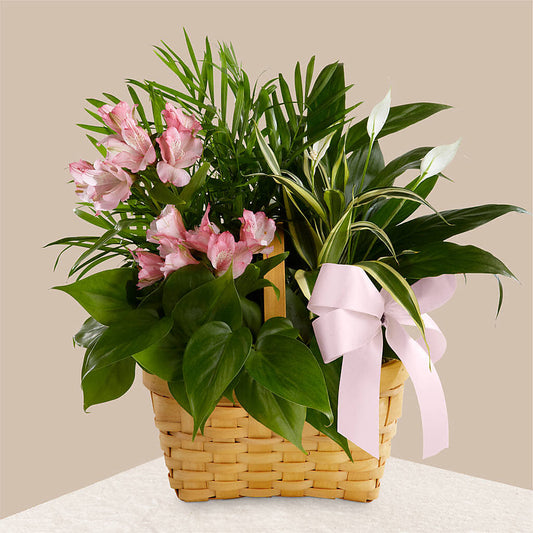 Living Spirit Dishgarden –  The Owls Nest Florist, Clover SC