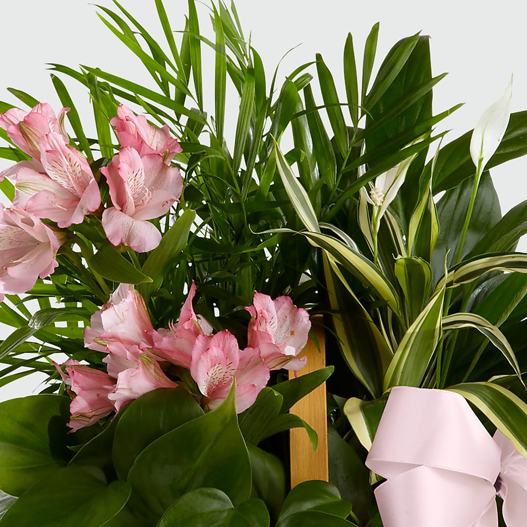 Living Spirit Dishgarden –  The Owls Nest Florist, Clover SC