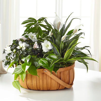 Serene Dishgarden –  The Owls Nest Florist, Clover SC