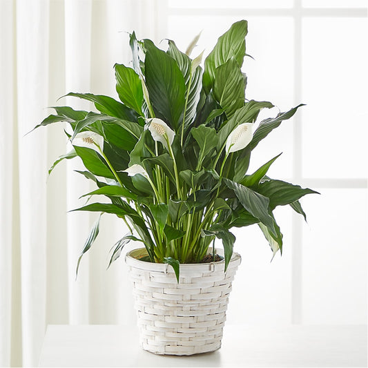 A New Leaf Peace Lily –  The Owls Nest Florist, Clover SC