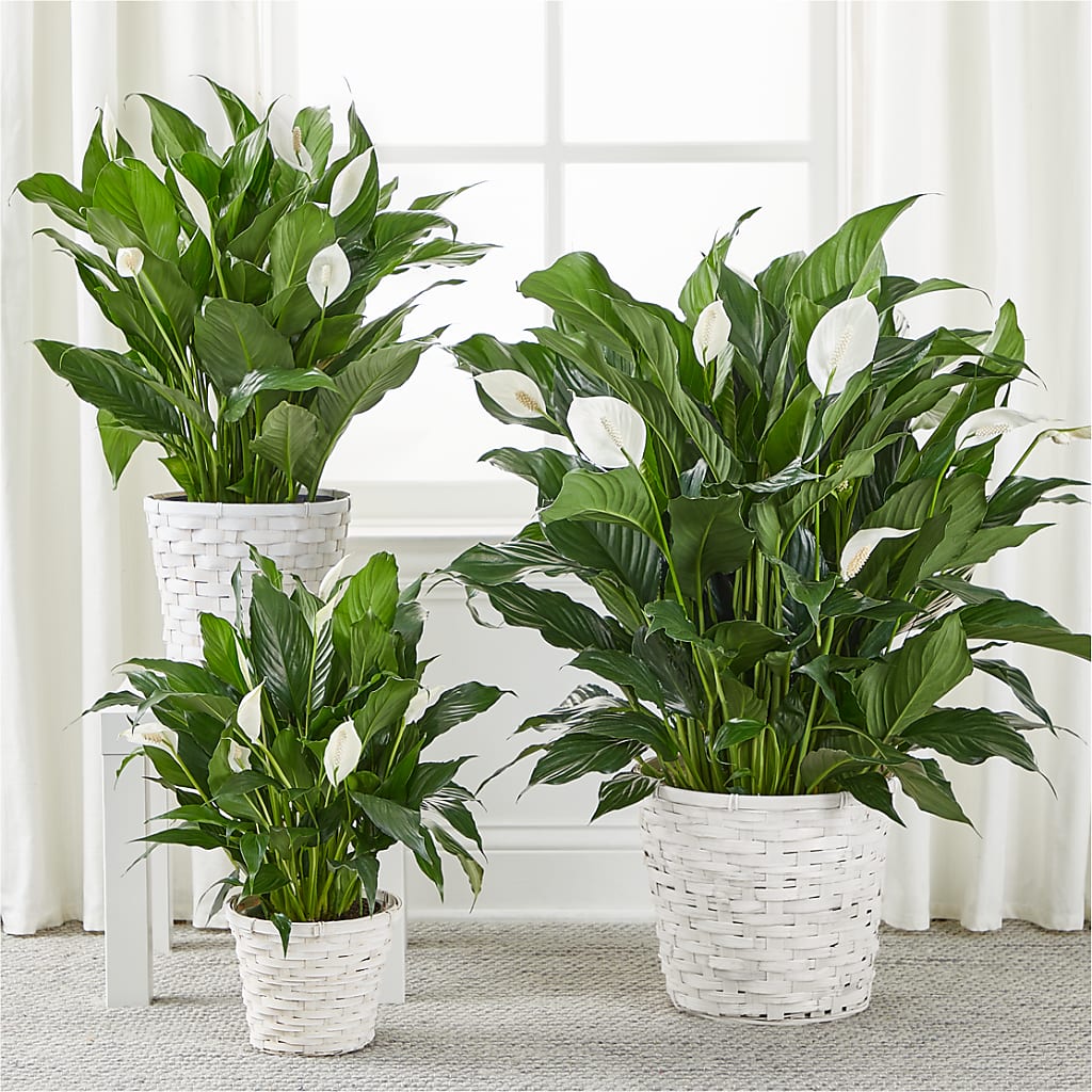 A New Leaf Peace Lily –  The Owls Nest Florist, Clover SC