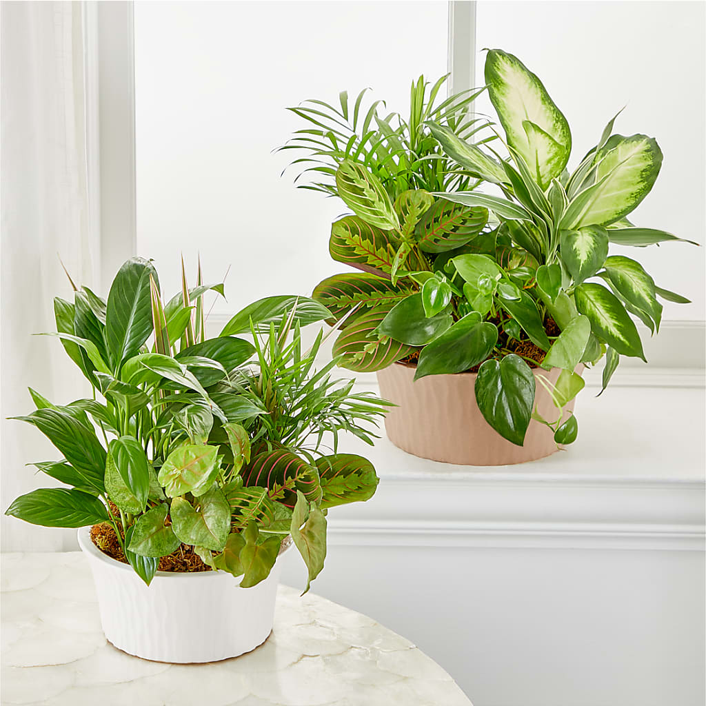 Balance & Harmony Dishgarden –  The Owls Nest Florist, Clover SC