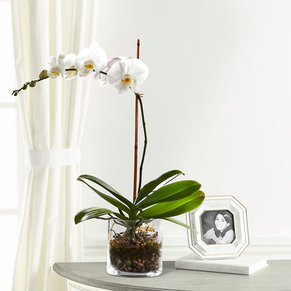 White Orchid Planter –  The Owls Nest Florist, Clover SC