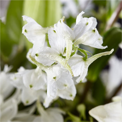 Classic Ivory – A Florist Original –  The Owls Nest Florist, Clover SC